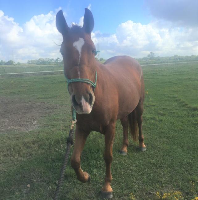 Brown Horse - Blessing image 1