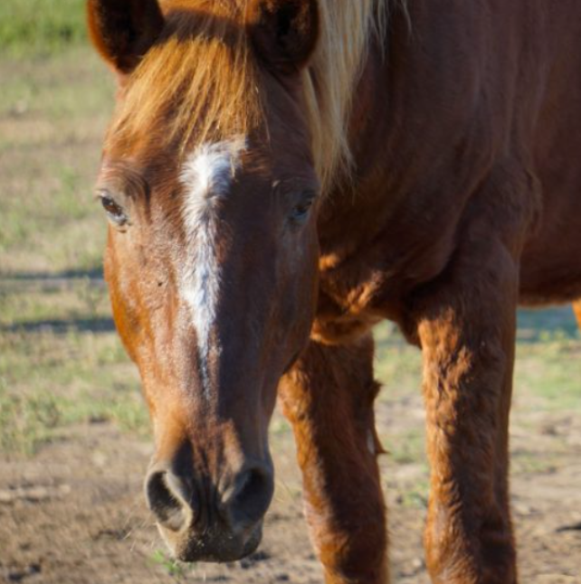 Blue, a brown horse