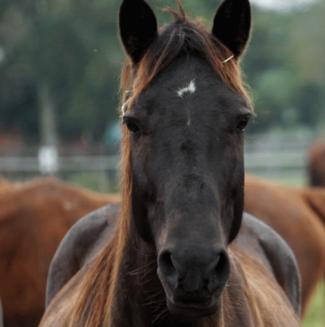 Lydia, the horse