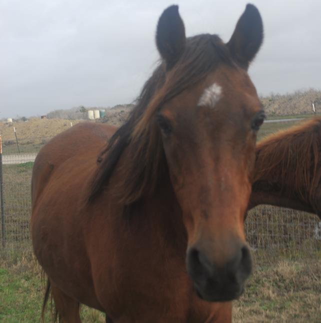 Murdoch, front photo of Gelded Arabian