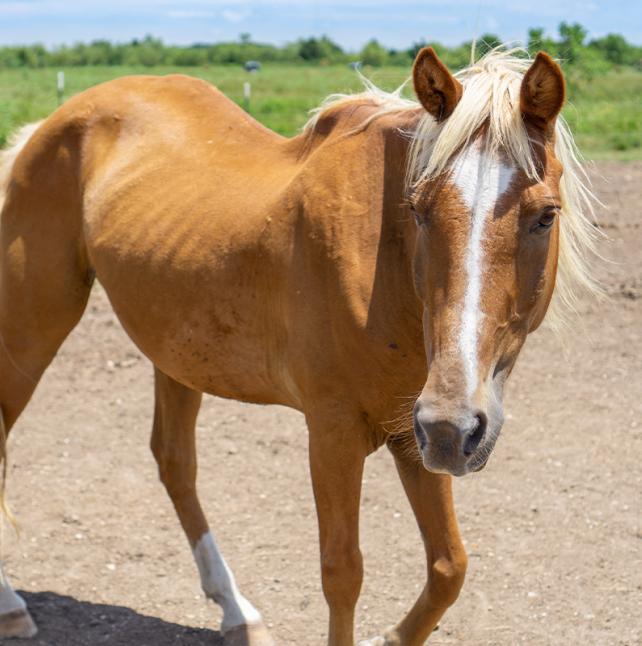 A horse named Doodlebug