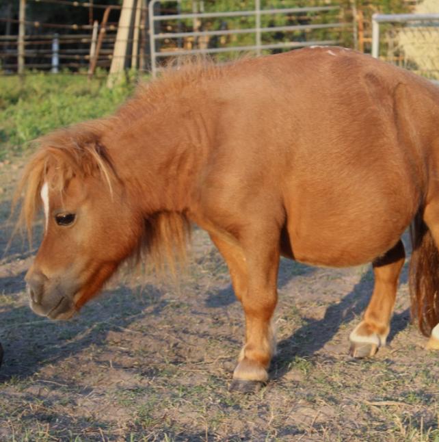 A mini horse named Munchie