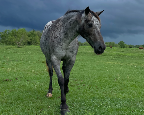Artemis