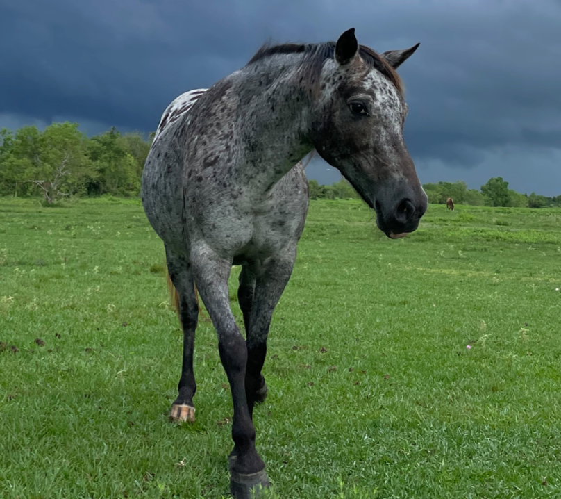 Artemis