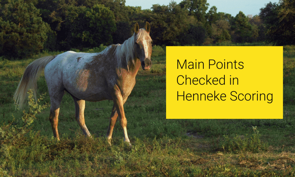 Main Points Checked in Henneke Scoring