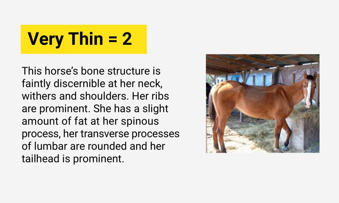 Very Thin = 2