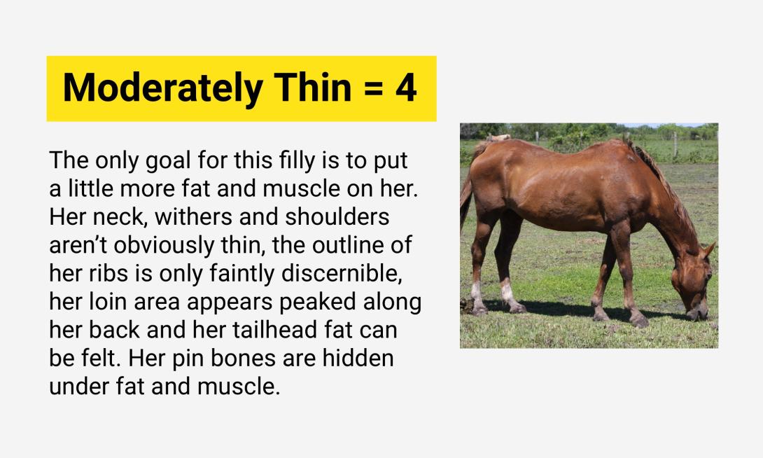 Moderately Thin = 4
