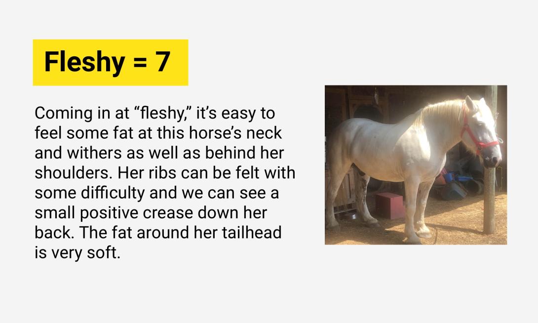 Fleshy = 7